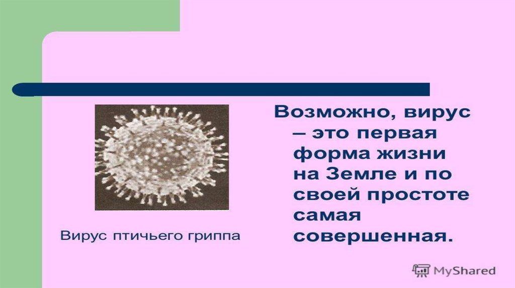Задача вируса. Ультраструктура вирусов. Филовирусы сложные или простые