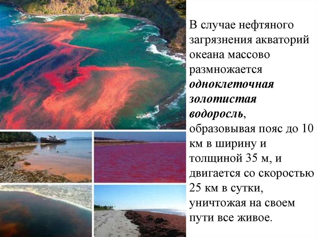 В случае нефтяного загрязнения акваторий океана массово размножается одноклеточная золотистая водоросль, образовывая пояс до 10