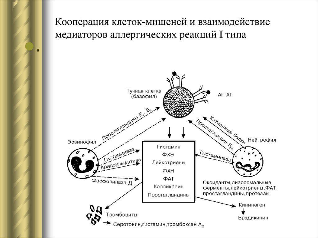 Фазы аллергической реакции. Клетки мишени при аллергии 1 типа. Клетки мишени при 1 типе аллергической реакции. Вторичные клетки мишени при аллергических реакциях. Кооперация клеток мишеней и взаимодействие медиаторов.