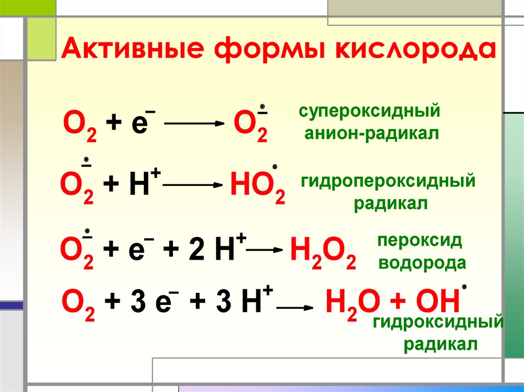 Схема образования активных форм кислорода