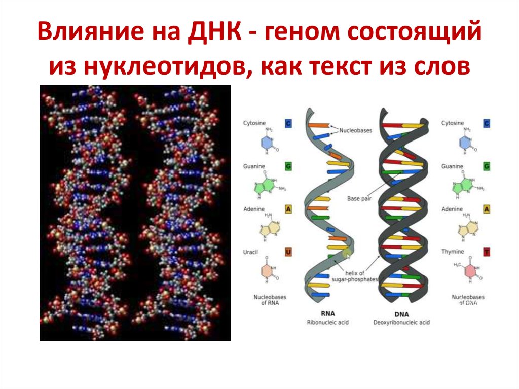 Изменения происходят в последовательности нуклеотидов молекулы днк. Строение ДНК из нуклеотидов. Строение молекулы ДНК ген. Ген ДНК РНК таблица. Дезоксирибонуклеиновая кислота ДНК.