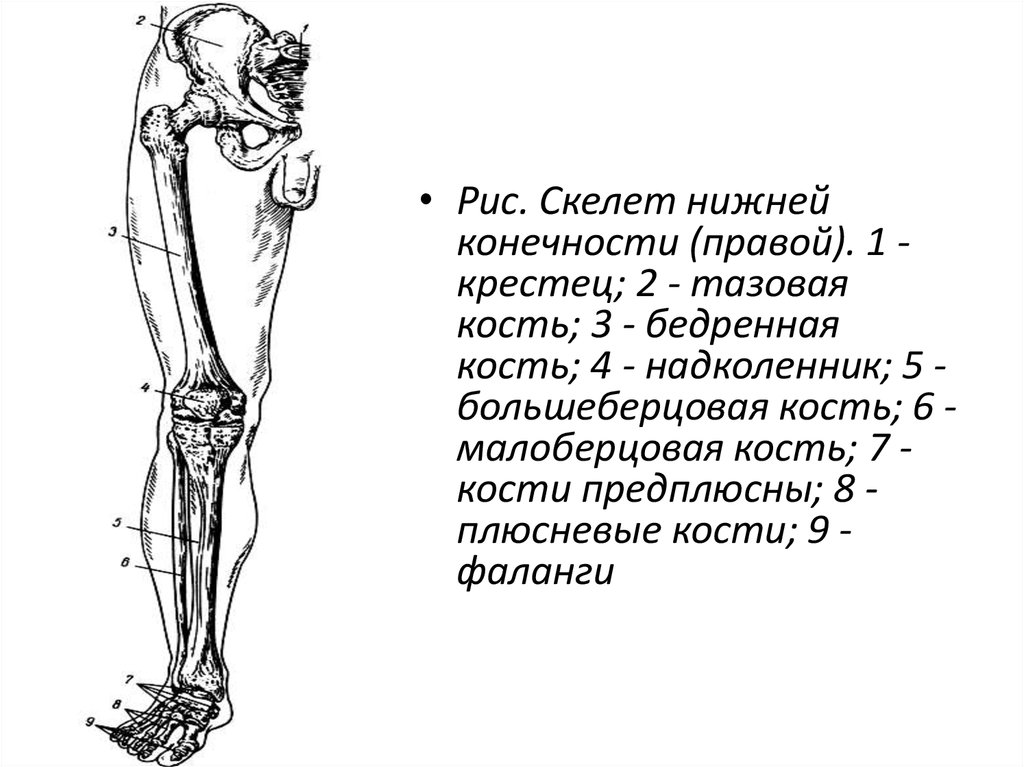 Строение нижней конечности. Скелет пояса и свободной нижней конечности. Схема строения нижней конечности. Кости нижней конечности( кости таза и свободной нижней конечности). Скелет нижней конечности правой вид спереди.