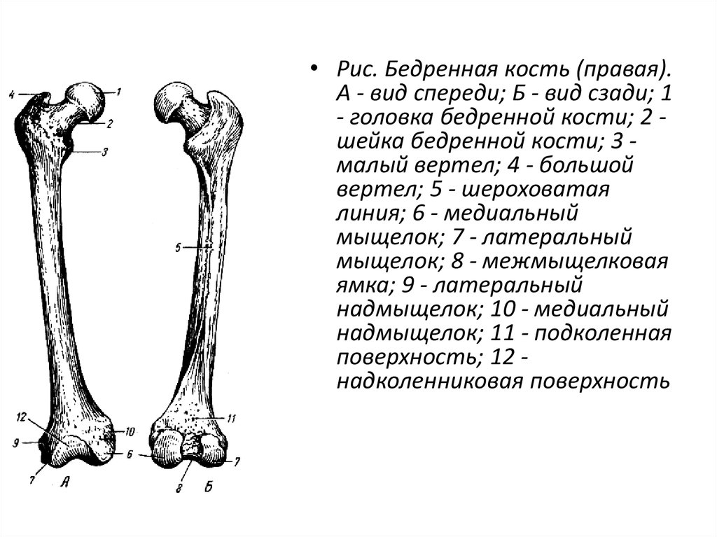 Бедренная кость на рисунке