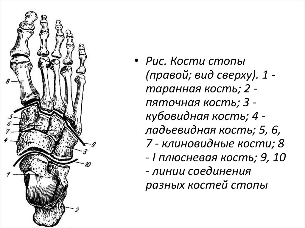 Кости стопы анатомия человека рисунок с подписями