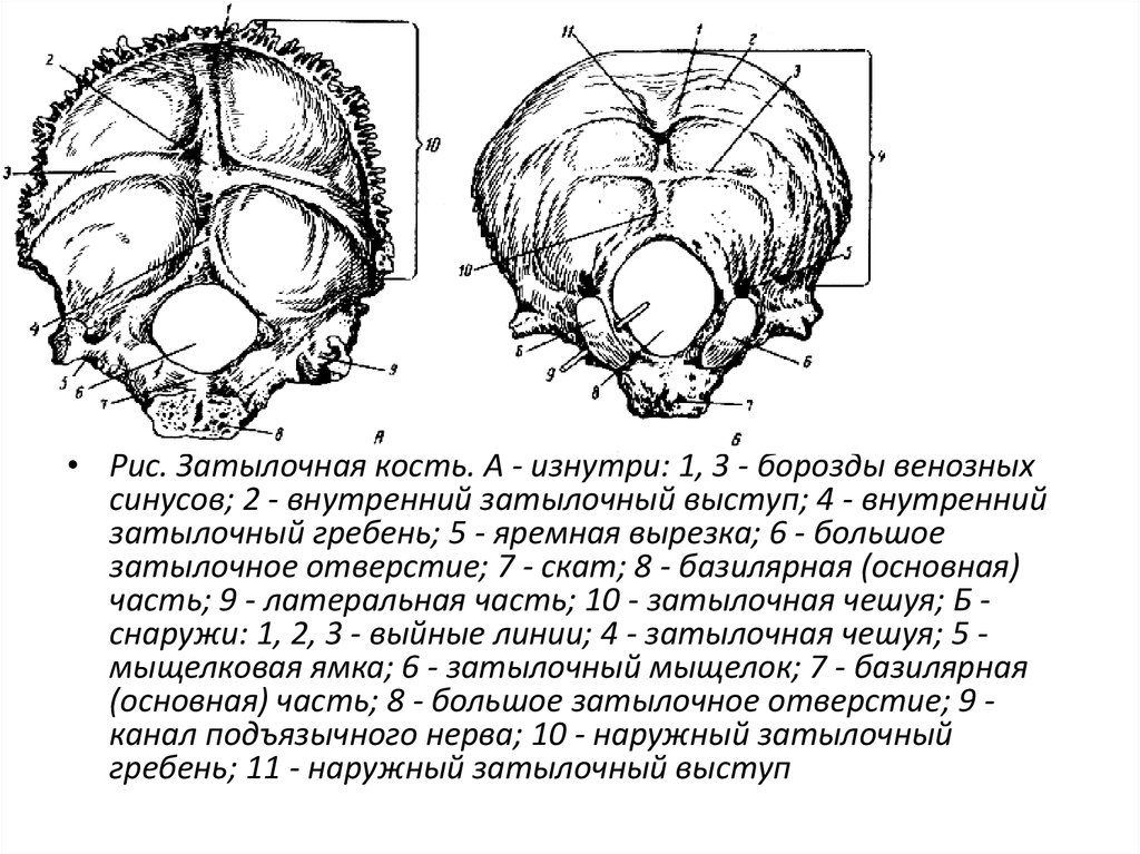 Борозды синусов. Борозды синусов затылочной кости. Строение затылочной кости изнутри. Скат затылочной кости анатомия.