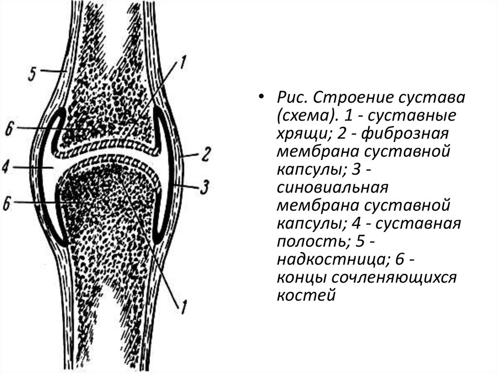 Сустав человека строение анатомия. Строение сустава ворсины. Строение сустава фиброзная мембрана. Схема строения сустава человека анатомия. Строение хряща коленного сустава.