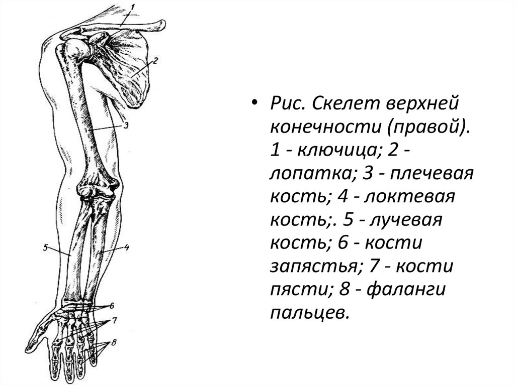 Скелет верхних конечностей лопатка. Плечевой пояс и скелет верхних конечностей. Кости верхней конечности ключица. Лопатка ключица плечевая кость анатомия. Скелет верхней конечности анатомия ключица.