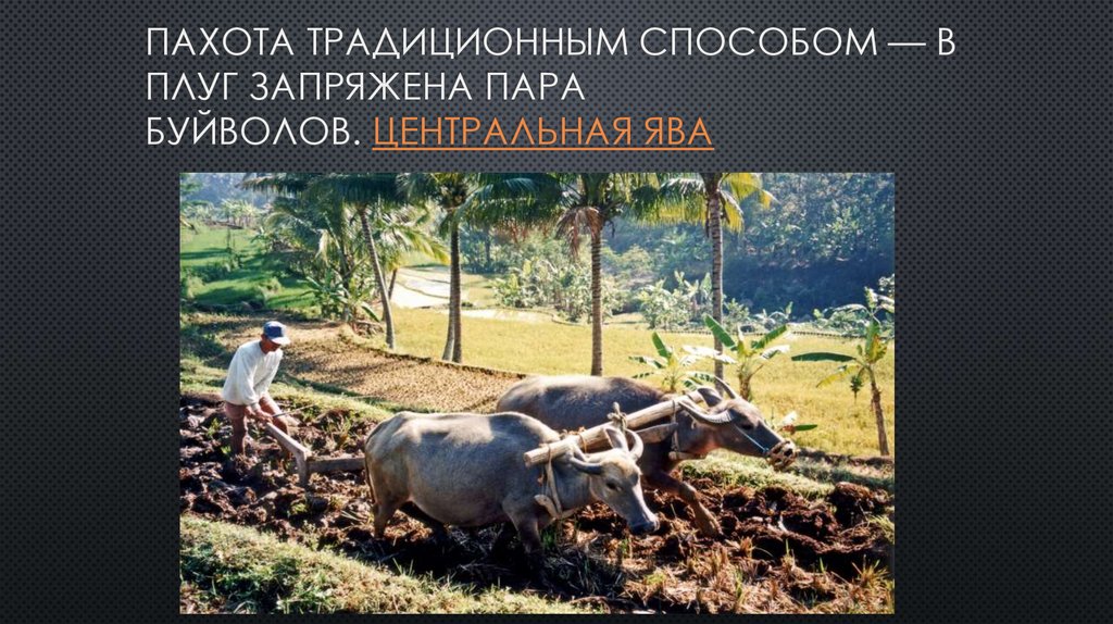 Пахота традиционным способом — в плуг запряжена пара буйволов. Центральная Ява