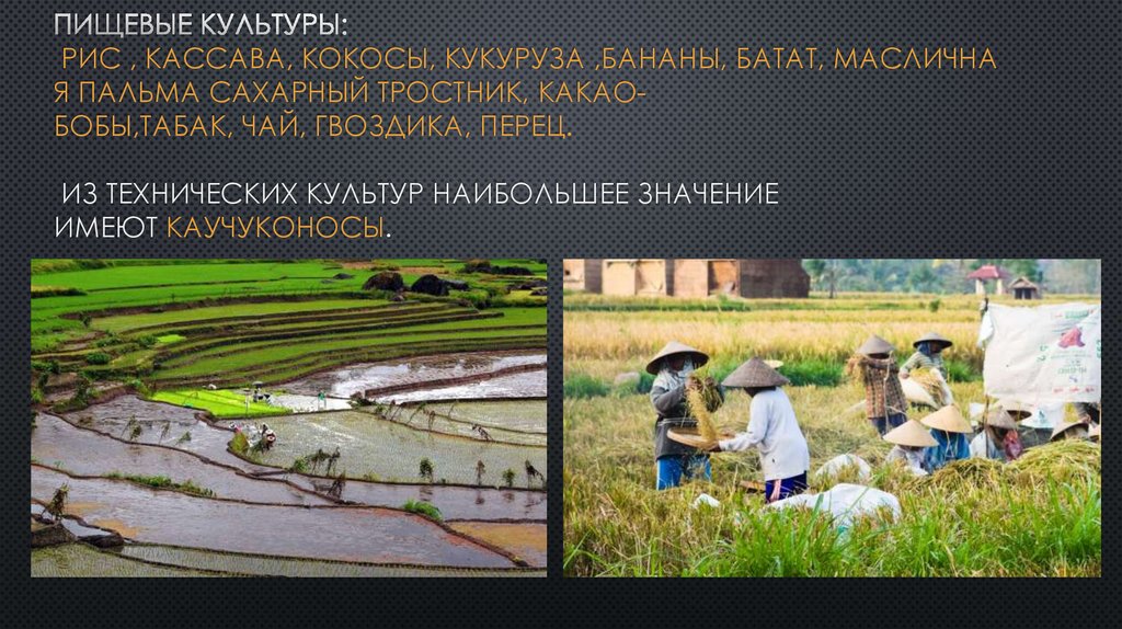 Пищевые культуры:   рис , КАССАВА, кокосы, кукуруза ,бананы, батат, масличнАЯ пальма сахарный