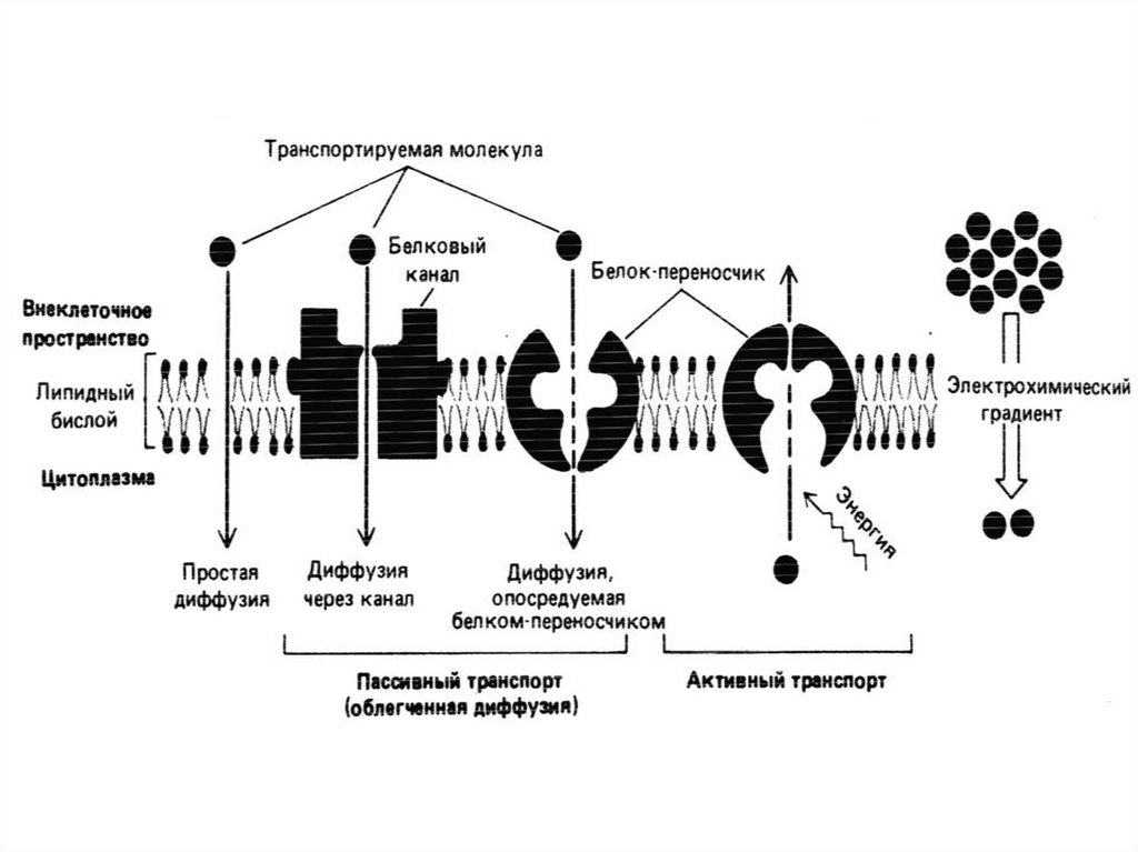 Активный транспорт веществ механизм. Механизм активного транспорта. Белковые каналы для активного транспорта. Активный транспорт микробиология. Осцилляторная активность клеточных мембран это.