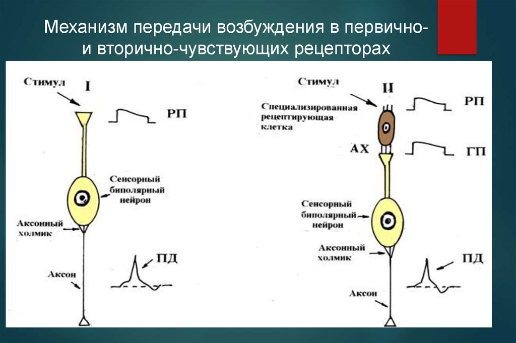 Механизм возбуждения. Механизм возбуждения первичного рецептора. Механизм возбуждения первично и вторично чувствующих рецепторов. Общие механизмы возбуждения рецепторов. Механизм возбуждения первично чувствующих рецепторов.