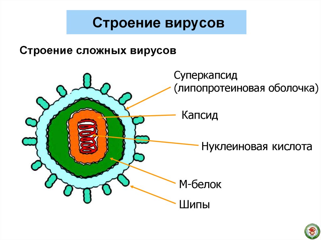 Белковый капсид. Схема строения вируса. Зарисовать строение вируса. Строение вируса схематично. Строение вирусов биология.