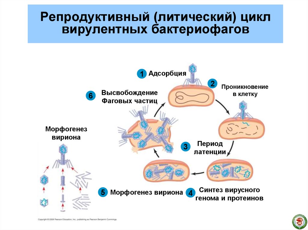 Цикл бактерии. Литический жизненный цикл вируса. Цикл развития бактериофага. Жизненный цикл вирулентного бактериофага. Цикл репродукции вирулентного бактериофага.