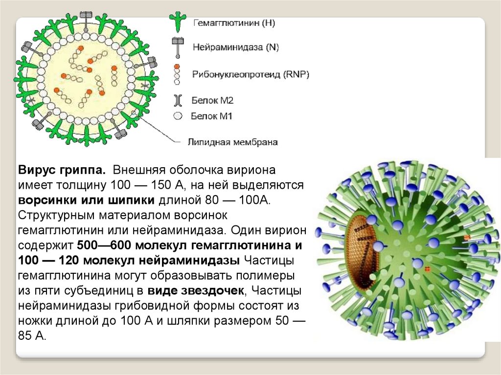 Вирус гриппа содержит. Гемагглютинин вируса гриппа. Нейраминидаза вируса гриппа. Внешняя оболочка вириона. Гемагглютинин и нейраминидаза.