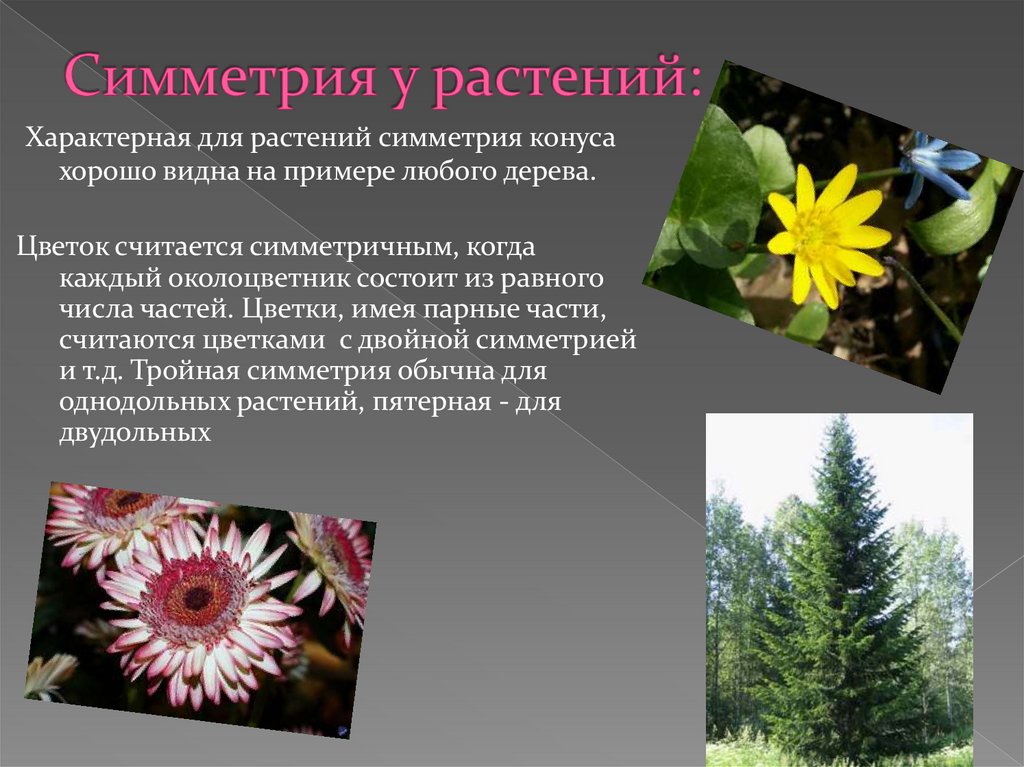 Симметрия у растений: