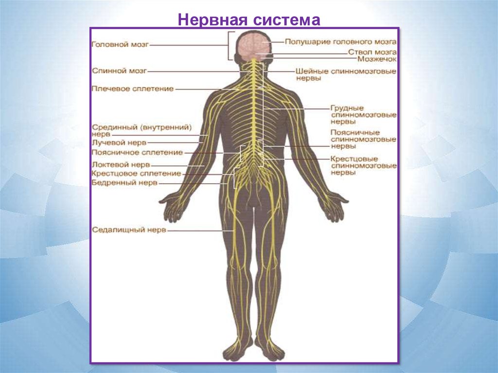 Форма нервной системы. Спинномозговые нервы и их сплетения. Радиальная нервная система. Сплетения спинномозговых нервов схема. Название всех сплетений спинномозговых нервов.