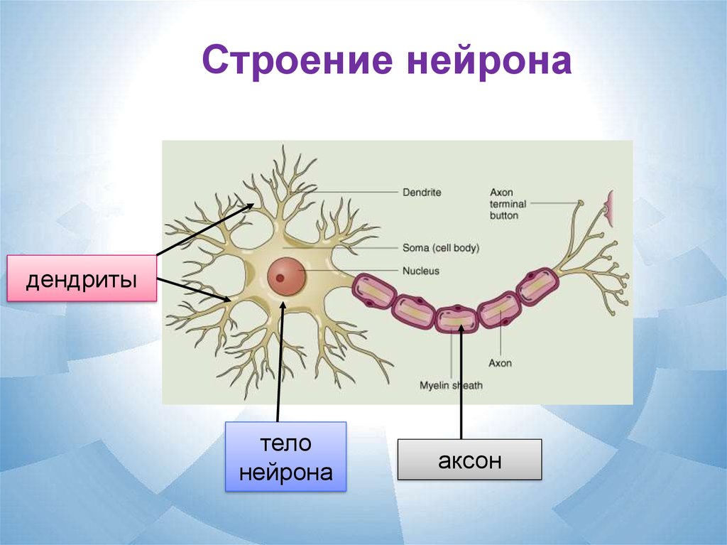 На схеме строения нейрона дендриты обозначены буквой