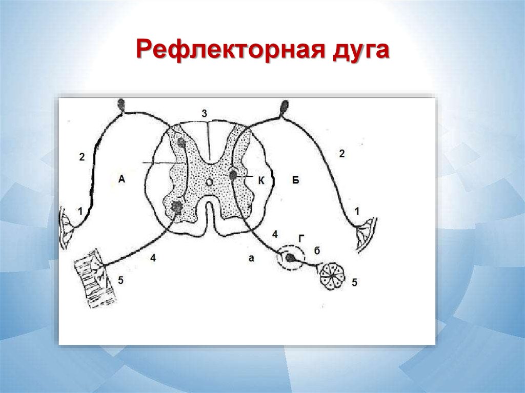 Рефлекс чихания схема