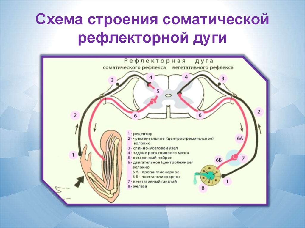 Соматическая рефлекторная дуга схема. Вегетативная рефлекторная дуга схема. Схема сложной рефлекторной дуги соматического рефлекса. Автономная рефлекторная дуга схема. Схема дуги вегетативного рефлекса.