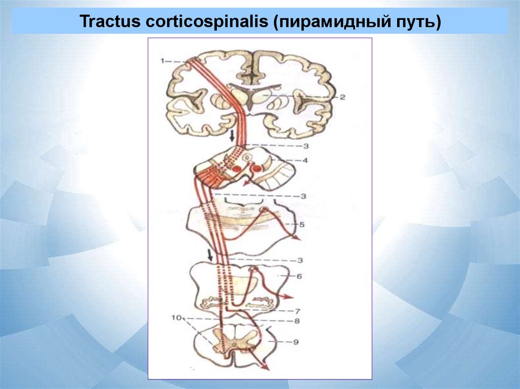 Пирамидный путь. Кортикоспинальный пирамидный путь. Tractus corticospinalis схема. Tr corticospinalis схема. Путь трактус кортико спиналмс.