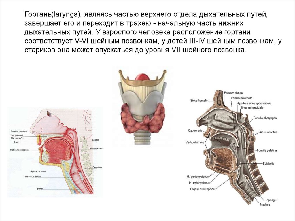 Анатомия гортани Пальчун. Строение горла человека. Гортани органы входящие в состав системы