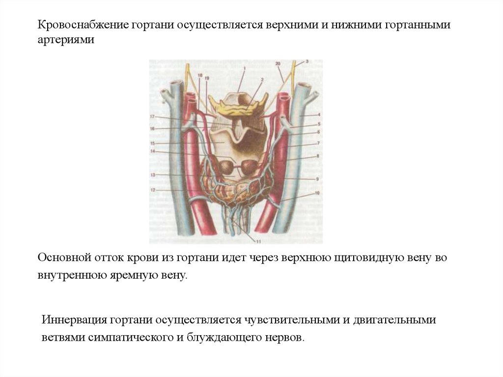 Кровоснабжение гортани схема