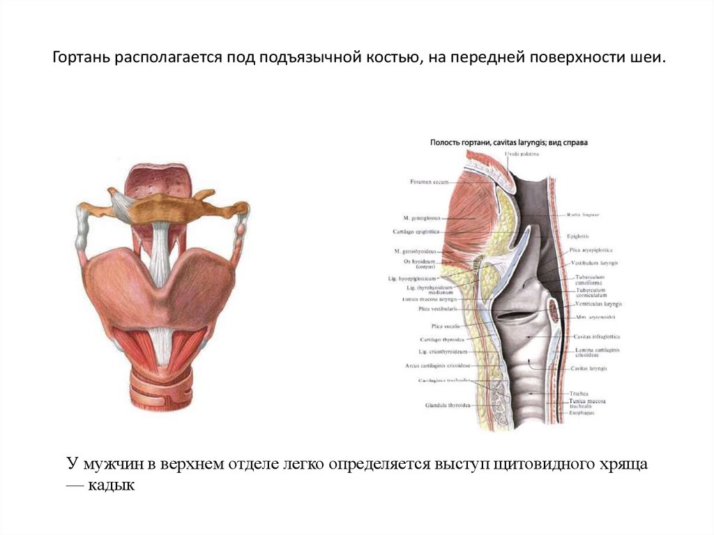 Мышцы гортани. Подъязычная кость и гортань. Выступ щитовидного хряща. Гортань располагается на уровне.