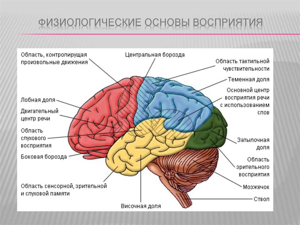 Психические процессы картинки