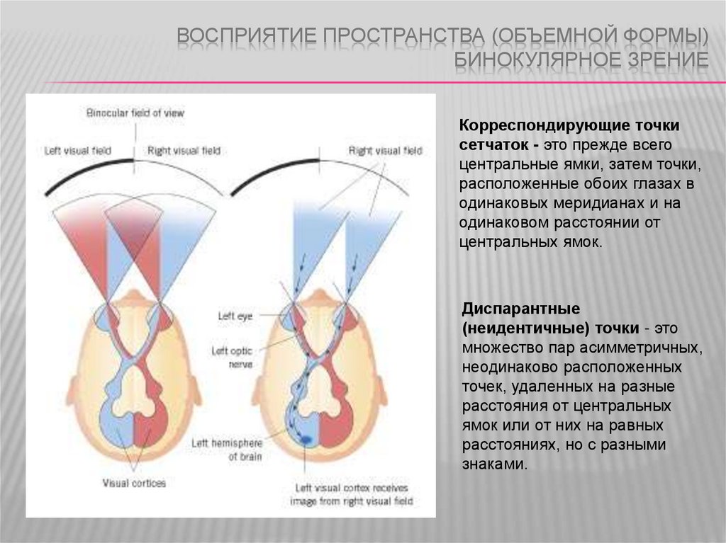 Что такое идентичные и диспаратные точки сетчатки каково их значение в восприятии изображения