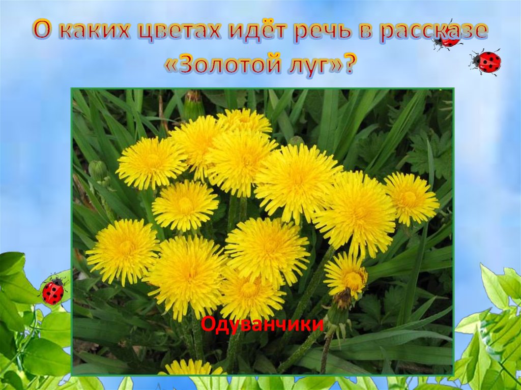 Какие цветы мне идут. Золотой луг. Пришвин золотой луг. Пришвин золотой луг фото. О каком цветке идет речь.