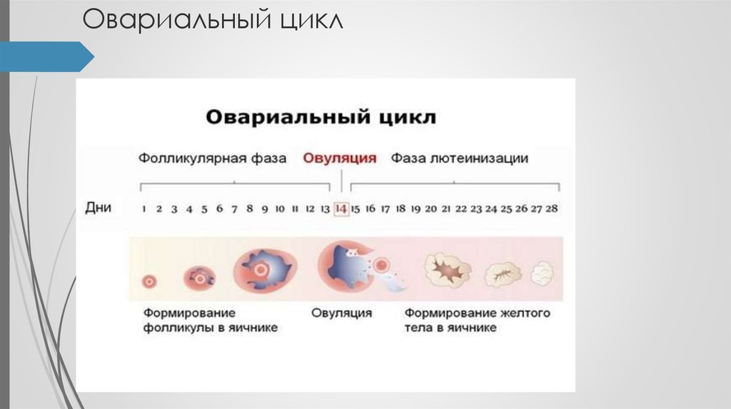 Фолликулярная овуляция. Яичниковый цикл менструационного цикла. Менструальный цикл фазы яичникового цикла. Фолликулярная фаза яичникового цикла. Схема маточного и яичникового цикла.