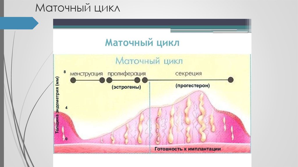 Эндометрия не соответствует циклу. Маточный менструационный цикл фазы. Маточный цикл фазы схема. Последовательность фаз маточного цикла. Описать фазы маточного цикла.
