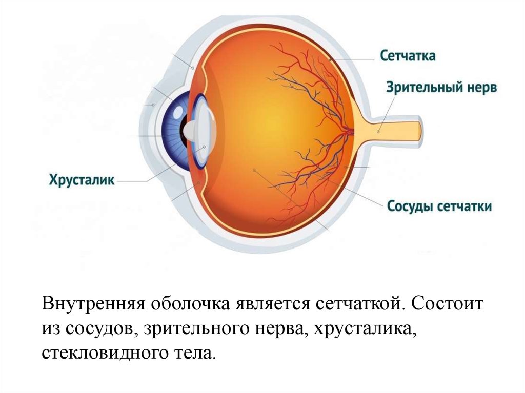 Глаз у человека имеет форму. Строение наружной оболочки глаза. Строение глаза мембрана. Внутренняя оболочка глазного яблока. Внутренняя оболочка сетчатка строение.