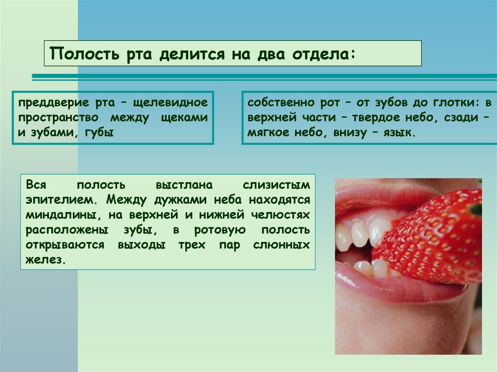 Сообщения полости рта. Полость рта делится на отделы. Ротовая полость презентация. Преддверие полости рта. Полость рта преддверие и собственно полость рта.
