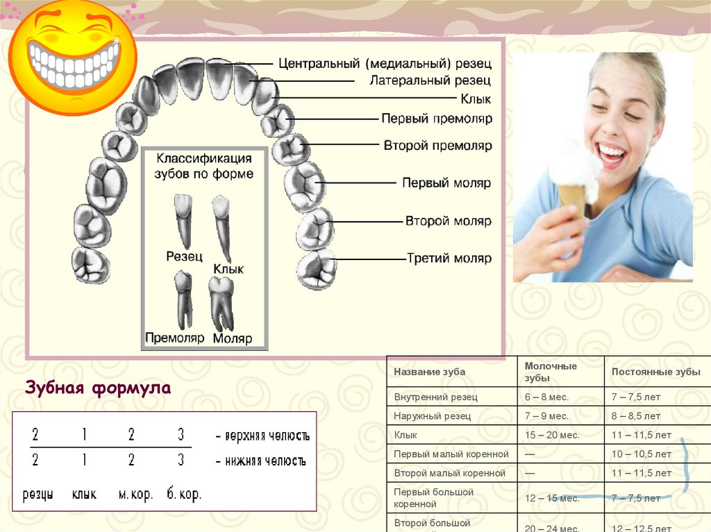 Зубная классификация. Классификация зубов. Зубная формула коренных зубов. Классификация зубных формул. Классификация зубов по форме.