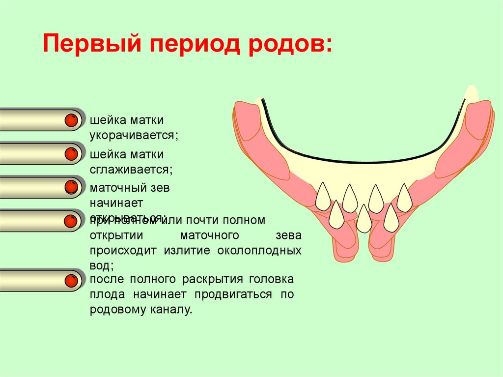 Первый период родов презентация