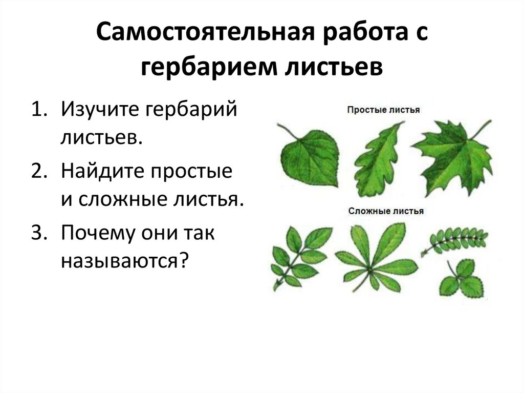 Простые листья могут быть. Растения с простыми листьями. Деревья с простыми листьями. Названия сложных листьев. Листья различных растений.
