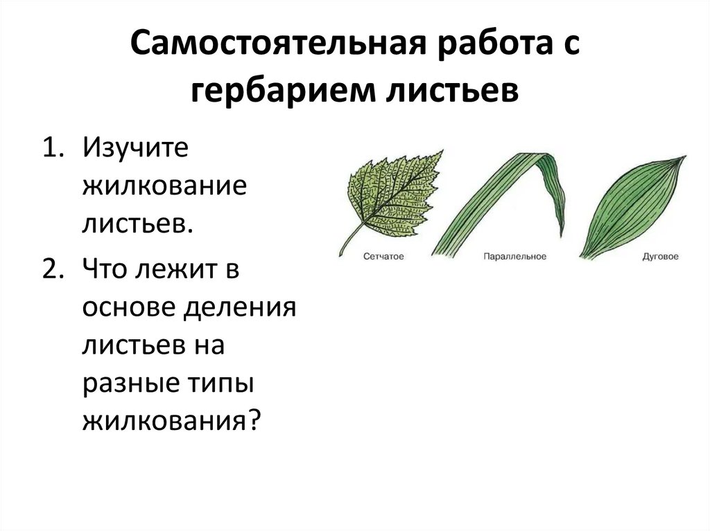 Класс двудольные жилкование листьев. Ромашка Тип жилкования листа. Типы жилкования листовой пластинки. Жилкование листа ясеня.