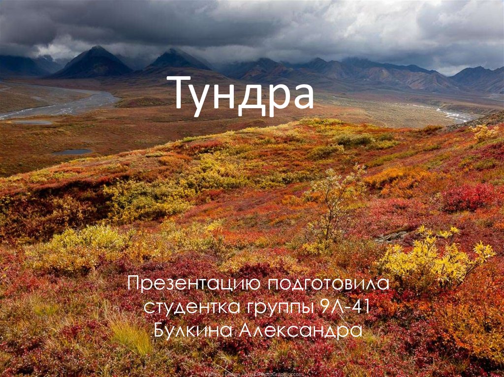 Зона тундры 4. Тундра презентация. Тундра России презентация. Тундра слайд. Для зоны тундры характерны.