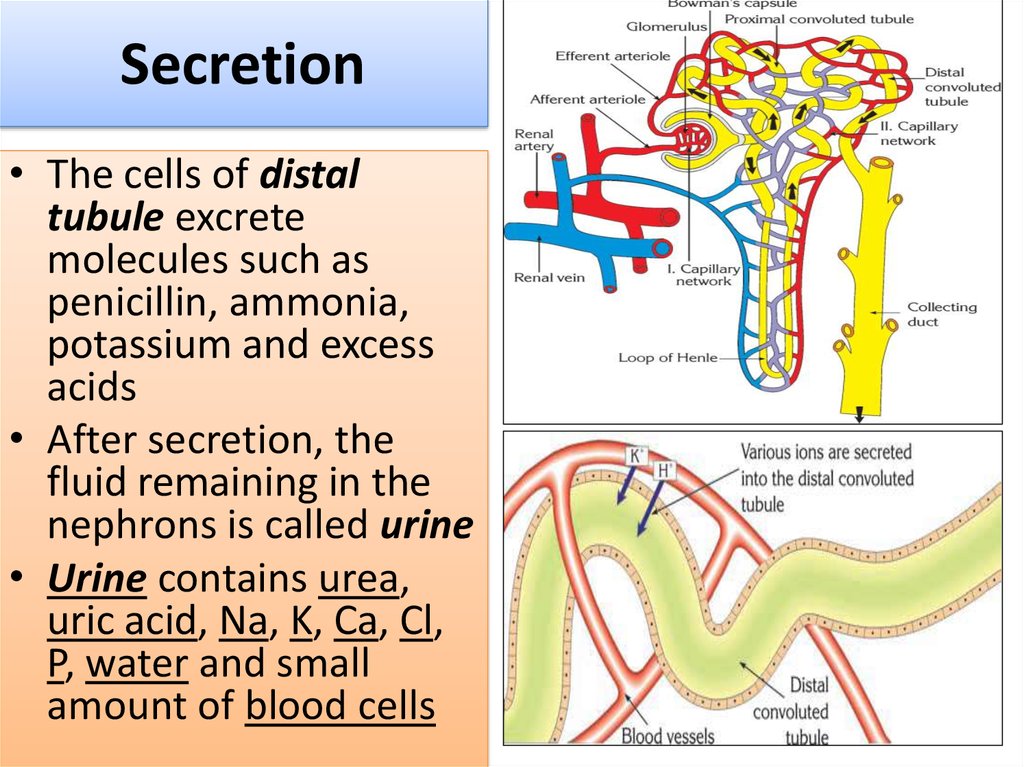 Human excretory system (HES) - презентация онлайн