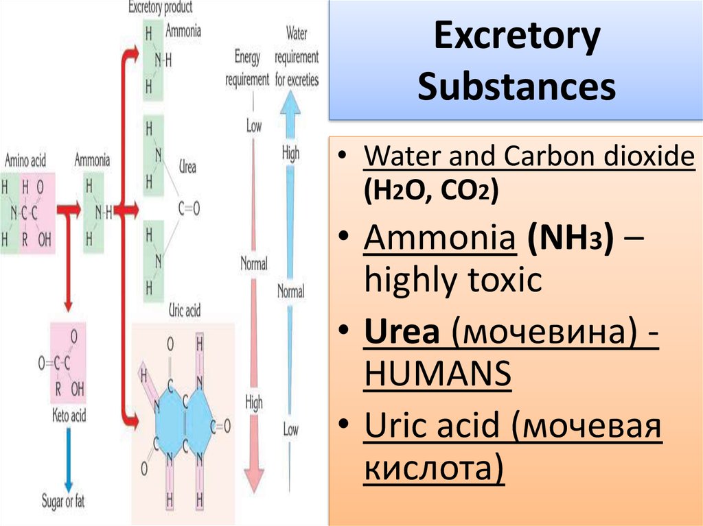 Excretory Substances