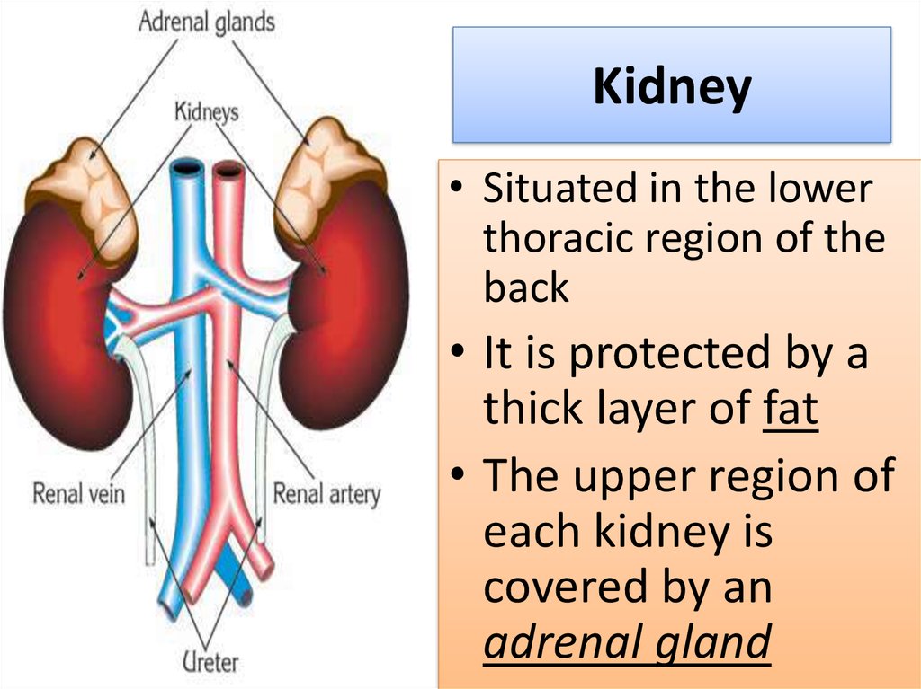 mix-what-is-kidney-failure-symptoms