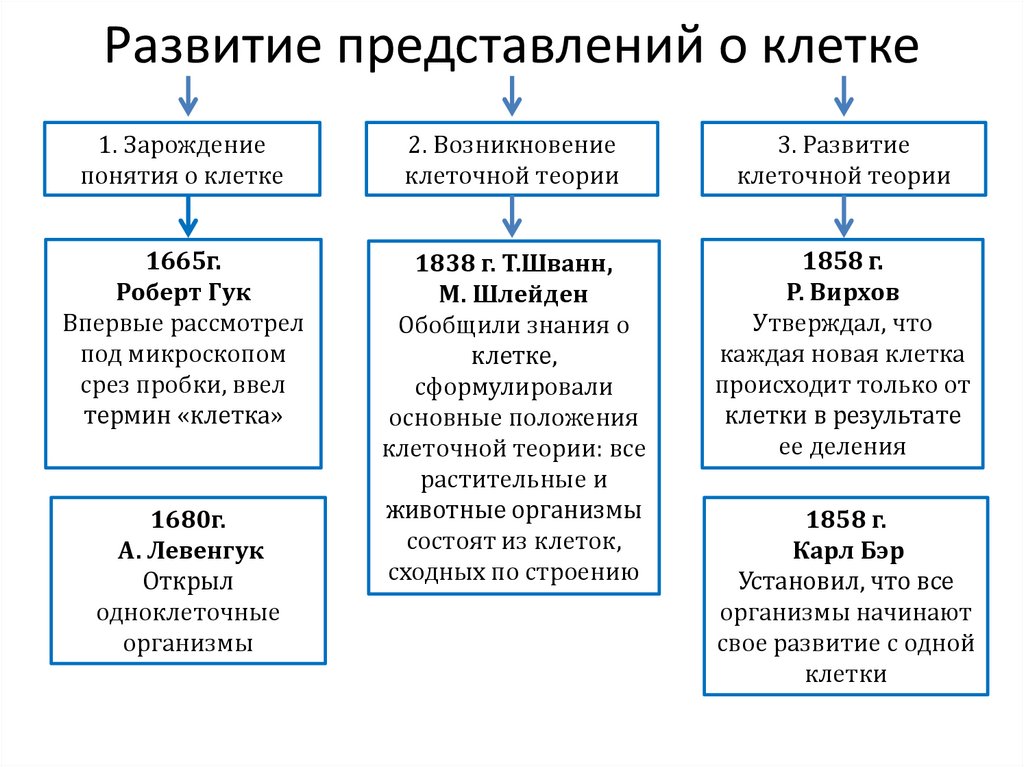 Современной клеточной теории соответствует