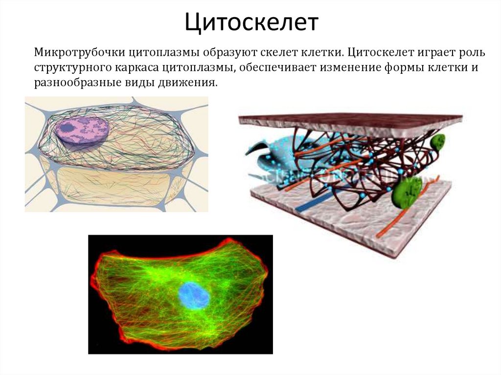 Элементы цитоскелета