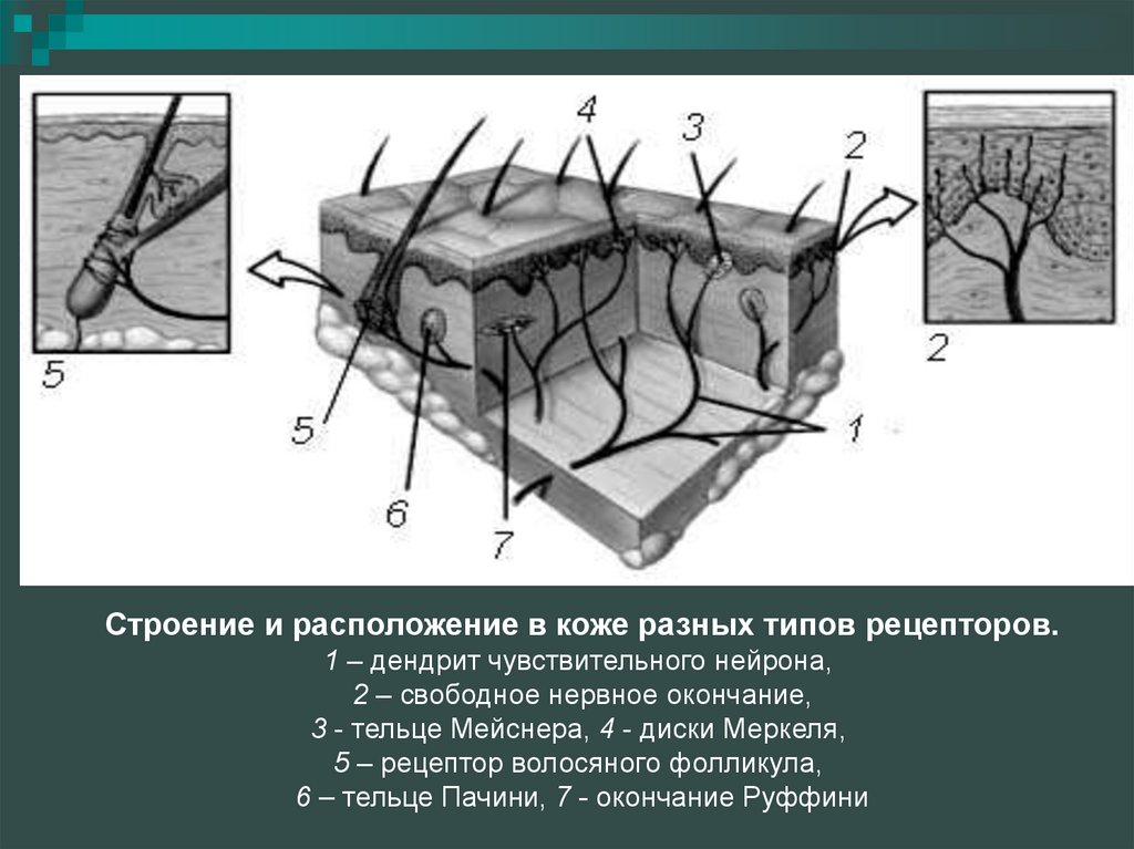 Какие виды рецепторов кожи вам известны. Расположение рецепторов в коже. Строение кожных рецепторов. Строение и расположение в коже разных типов рецепторов.. Строение кожи рецепторы кожи.