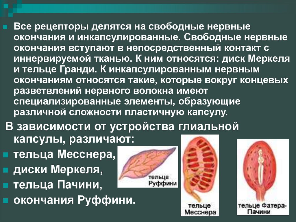 Нервные рецепторы. Инкапсулированные нервные окончания. Свободные неинкапсулированные нервные окончания. Инкапсулированные и свободные инкапсулированные нервные окончания. Инкапсулированные и неинкапсулированные нервные окончания.