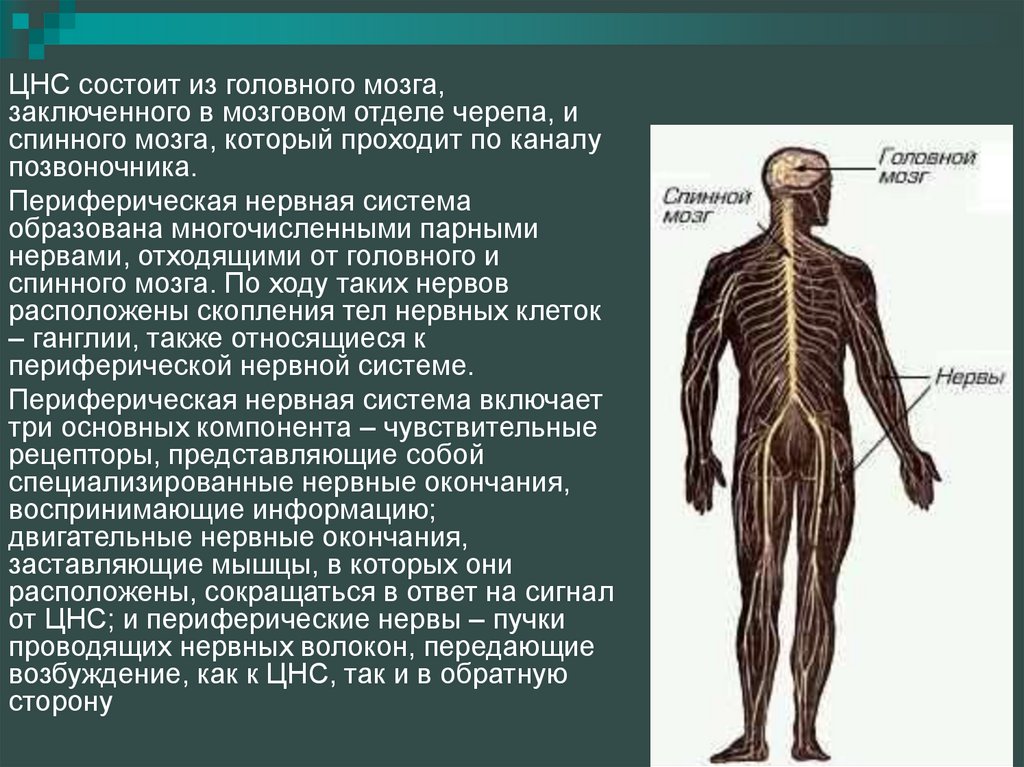 Заболевания центральной и периферической. Периферическая нервная система. Центральная нервная система. ЦНС головной и спинной мозг. Нервы человека.