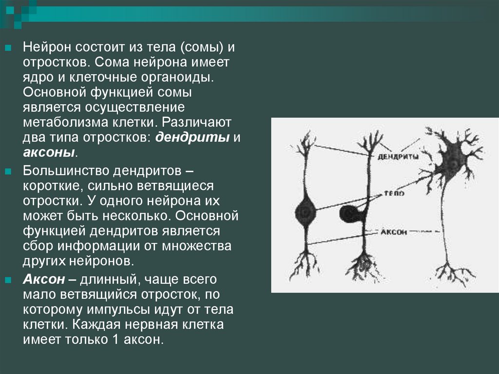 Короткий и сильно ветвится. Нейрон сома дендрит Аксон. Нейрон состоит из тела и отростков. Тело нейрона состоит из. Нейрон состоит из отростков и.