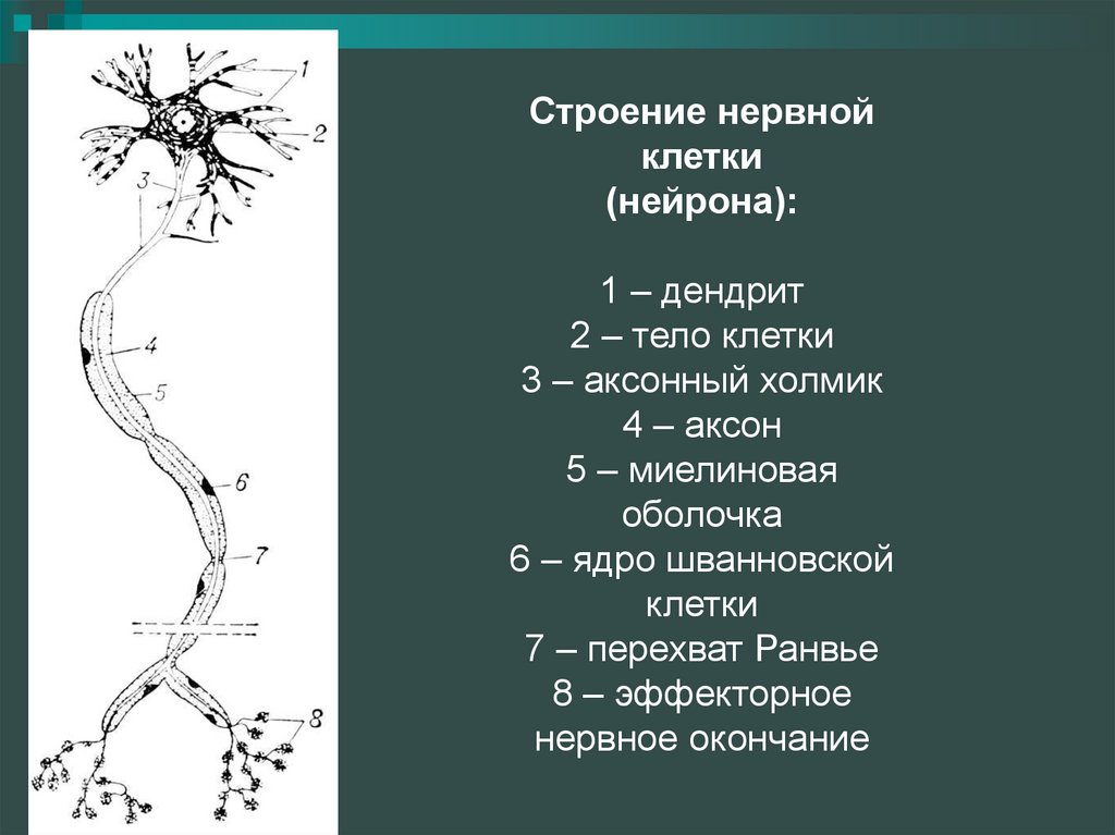 Нейрон 1. Нейроны и нервные окончания. Строение нейрона аксонный холмик. Дендрит чувствительного нейрона. Тело нейрона ядро дендриты и Аксон окончание аксона.