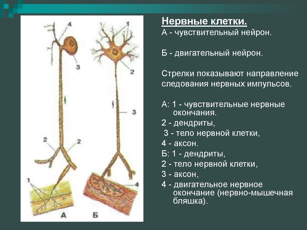 Чувствительный нейрон характеристика. Чувствительные и двигательные нервные окончания. Нейроны и нервные окончания. Структура двигательного нейрона. Двигательные окончания нервной клетки.